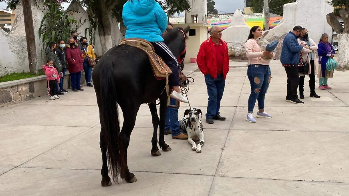 bendicen animales